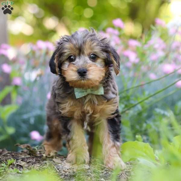 Lincoln, Yorkie Poo Puppy
